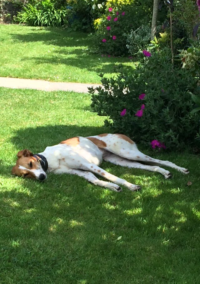 Meet Rosie my latest foster dog, she's a beautiful gentle 18 month old lurcher #dogfostermum