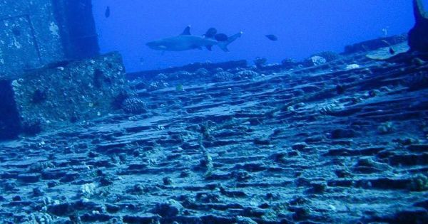 jwscubadiver's tweet photo. Just Pinned to tumblr pics: Oahu scuba diving! #scuba #Hawaii #Gopro #shark #blacktangfish #shipwreck #deepbluese… https://t.co/WDWonUq9qO https://t.co/Nubycq7pTb