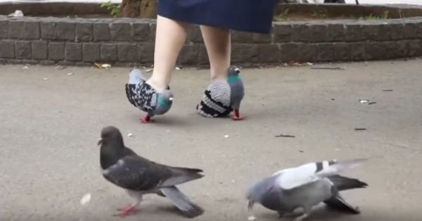 Dick King-Smith HQ (@dickkingsmith) on Twitter photo Japanese designer Kyoto Ohata ( <a href="/otsuhata/">乙幡啓子(妄想工作所)</a> ) created these cool pigeon shoes so that the birds won't be frightened as she walks around town. Japanese designer Kyoto Ohata ( <a href="/otsuhata/">乙幡啓子(妄想工作所)</a> ) created these cool pigeon shoes so that the birds won't be frightened as she walks around town.