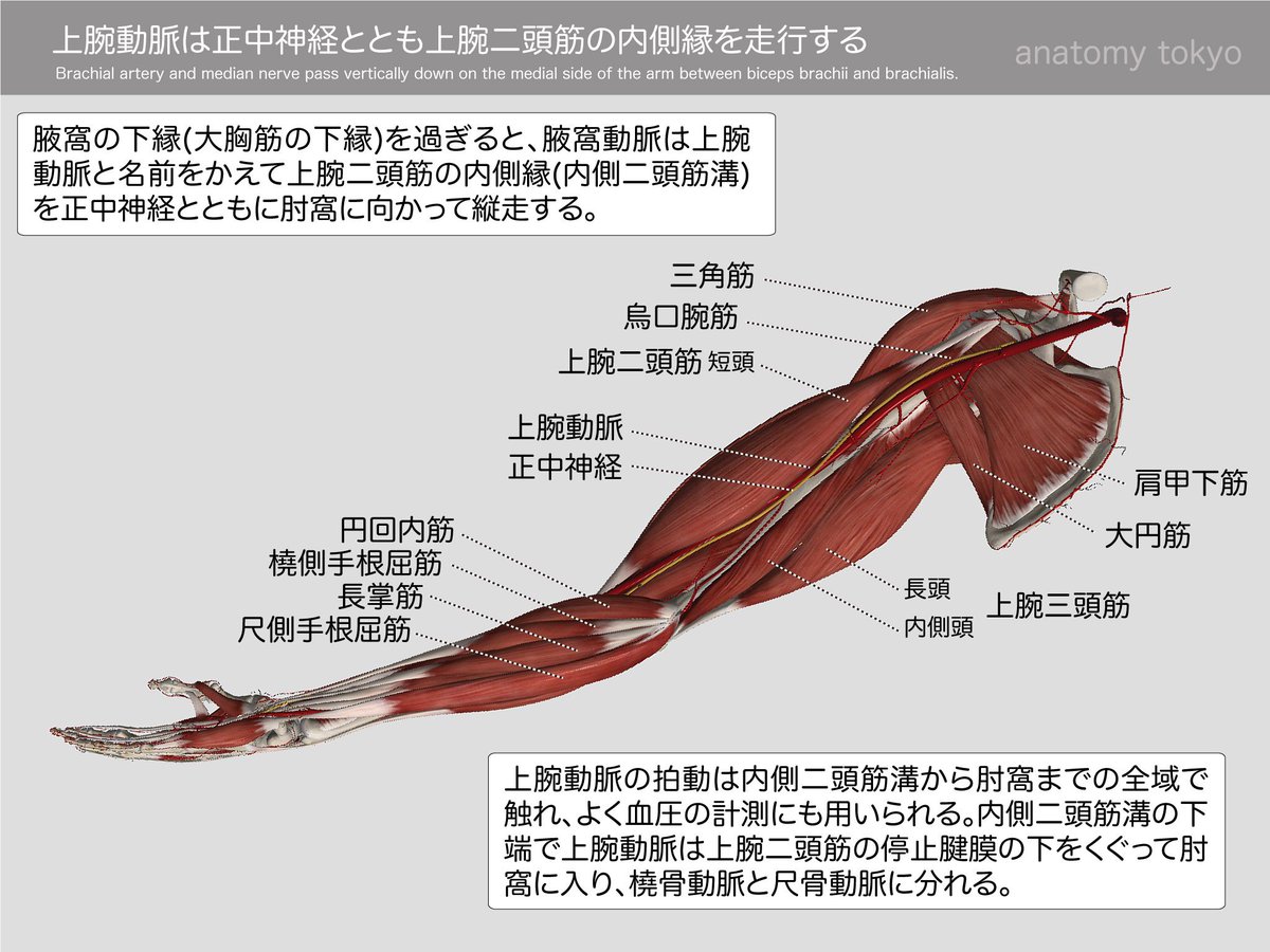 かずひろ先生の 徹底的国試対策 解剖学 Pa Twitter 上腕動脈は上腕二頭筋の 側縁 を走行する 解答 内側縁 上腕動脈は上腕二頭筋の内側縁を肘窩に向かって走行します 解剖学 循環器系 運動器系 上肢の脈管 T Co Zdtcadej9d