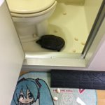 衝撃ｗトイレに入ったら産卵中の亀の卵が散乱してた!