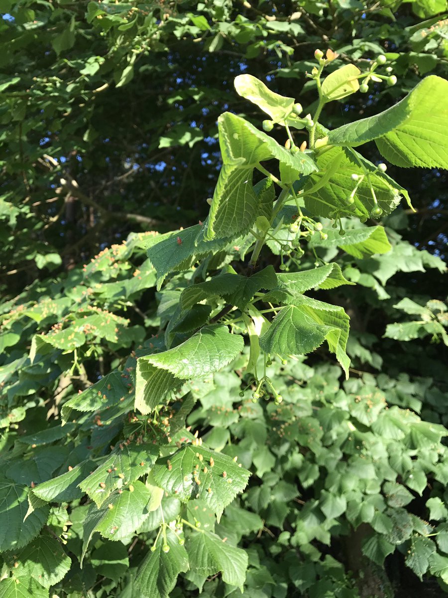 DirtyMuddyPaws's tweet photo. Hi Paul, I have seen these growths on the leaves of this tree and I don't know what they are. Any ideas? #AskPaulKirtley https://t.co/sK3IhCCAl5