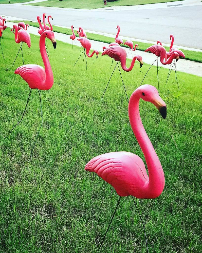 | FRIDAY | We just got flamingo flocked! #someonesturning50 #flamingoparty #flamingos #flockofflamingos #raleigh #… ift.tt/2swlHKW