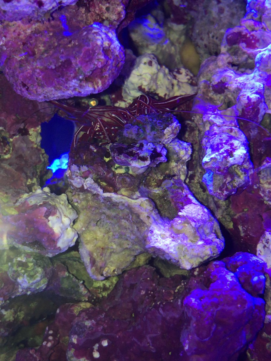 miniaqua tweet media