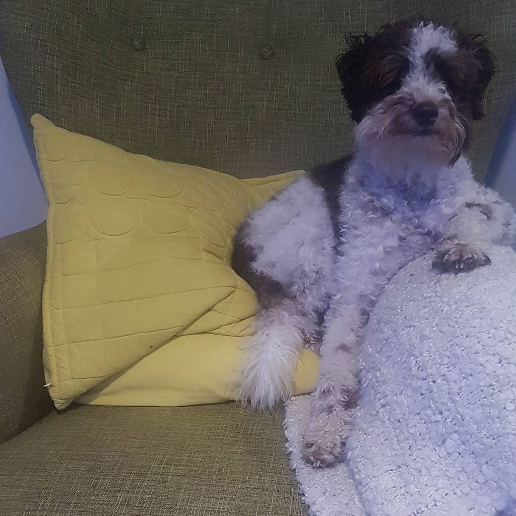 MiaReadsBooks's tweet photo. #hanging

#Hunter #schnoodle #schnoodlesofinstagram #dailydog #instadog #instapet #dogsofinstagram #petsofinstagra… https://t.co/sBc7b7HoHm https://t.co/LDdwnNkgeD