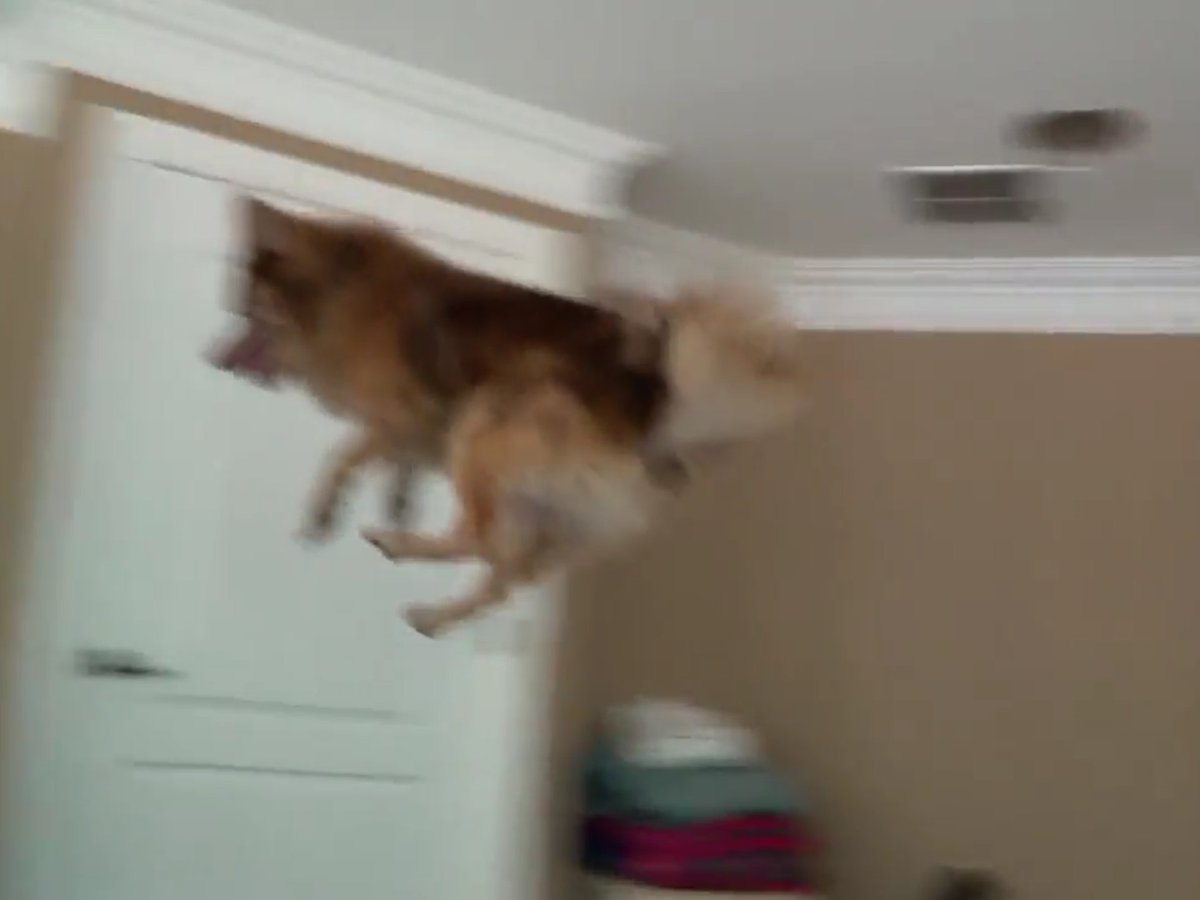 Crispy's tweet image. rare picture of flying doggo
1 like = good luck