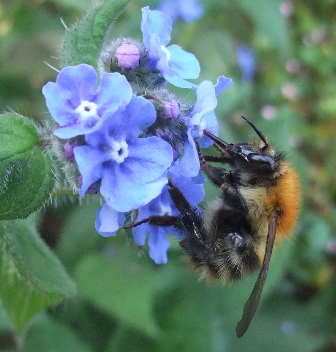 B_Strawbridge's tweet photo. 'P' is for.... (Bombus) pascuorum - Common carder bee #AlphabetBees Day16 #bumblebees #wildlife #bees #pollinators https://t.co/pfKAkrBzew