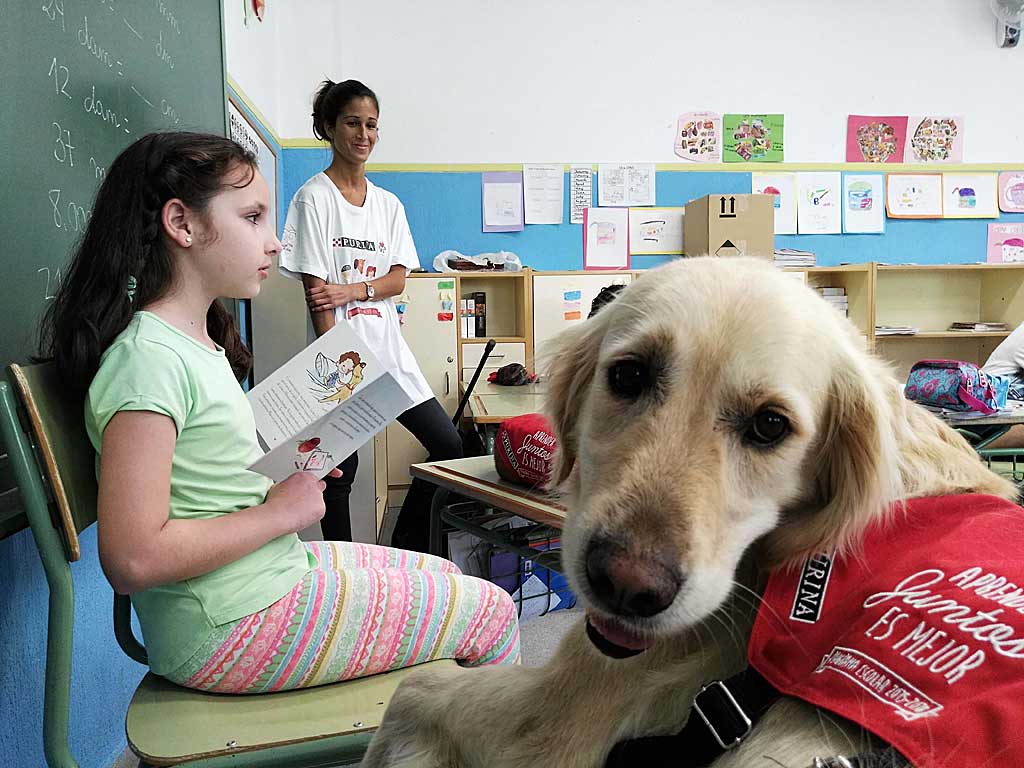 petxicanito's tweet photo. Notición!! @purina_es dará un taller de lectura con perros de educación asistida el próximo 8 de Junio. Detalles https://t.co/36vVJeeBzL https://t.co/mNFLTTLTE9