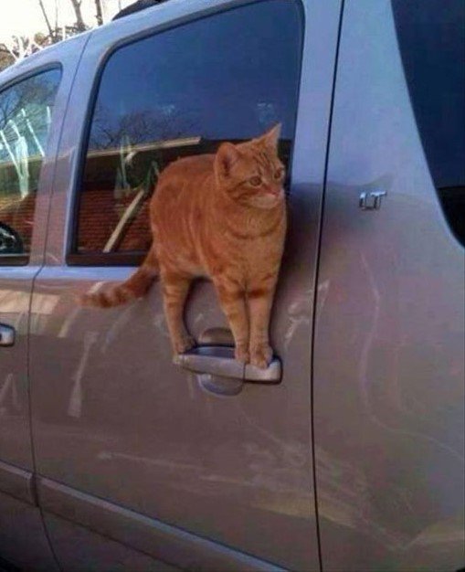 FermedesAnimaux's tweet photo. Oui je sais, la classe ! https://t.co/Pf9ZQjd2EJ