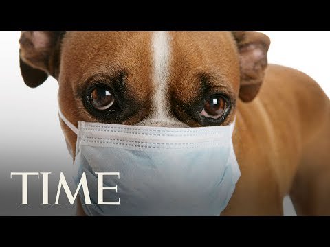 pawsforpeeps's tweet photo. Dog flu outbreak, what do you need to know?
An outbreak of the dog flu, which has ... - https://t.co/GKx6iPIgJF - #TipsDogVideo https://t.co/gubv6OLmb5