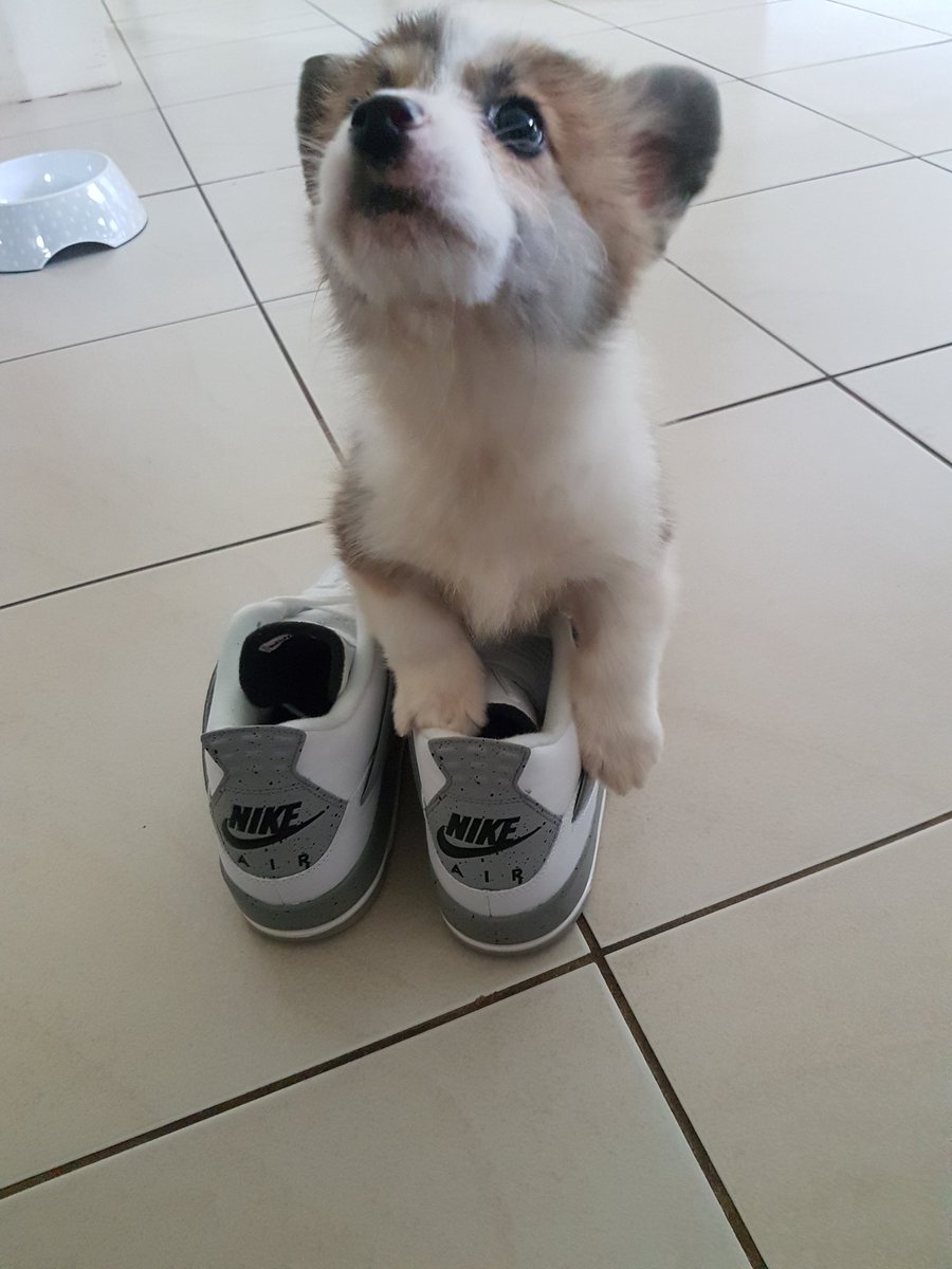 p__slim's tweet photo. Newest addition to the family. IG @Pembroke.Butterz https://t.co/sBirR8uQEB