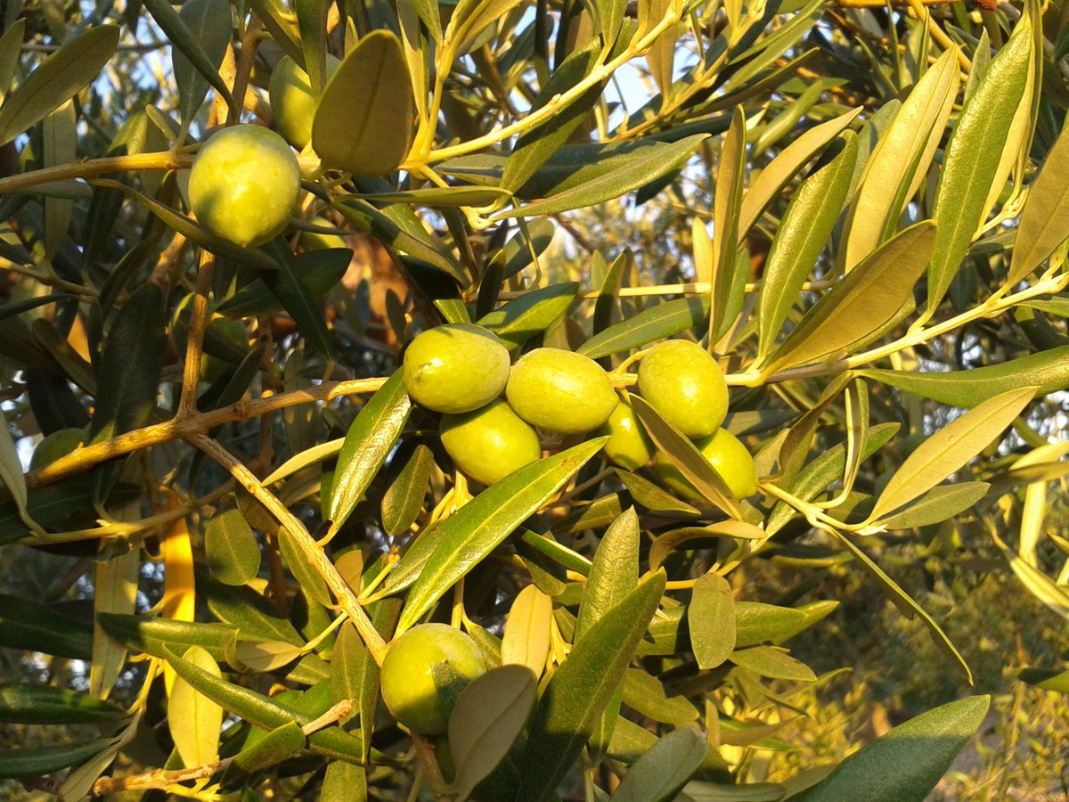 #DidYouKnow that olive #Oil from Sierra de Segura, in #Andalucia, is a Protected Designation of Origin (PDO)? #Quality #AOVE from #Spain