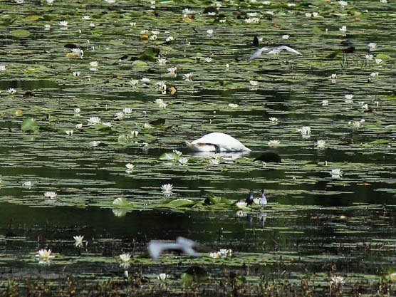 thescriptbible's tweet photo. A line of birdy activities among the sea of water lilies #serene #Tisza #birdphotography #naturephotography https://t.co/Ahxrkyzljm https://t.co/t5fEfRNeAn