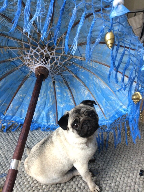 BeckyKempDavies's tweet photo. #assistantdesigner @MissScott007 caught her #pug fancying herself as a #TFTempest @takingflightco cast member! #puglife #theatredesign https://t.co/TKA0HE17I9