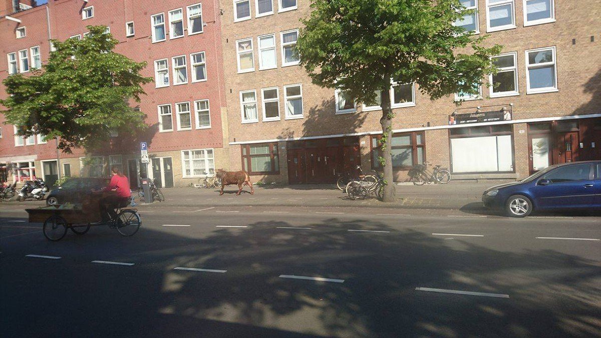 Julie_Hrudova's tweet photo. Bull on the loose in Amsterdam (and caught already) 
https://t.co/7aKj1tRTtg
@AT5 https://t.co/pVlPQTBPJJ