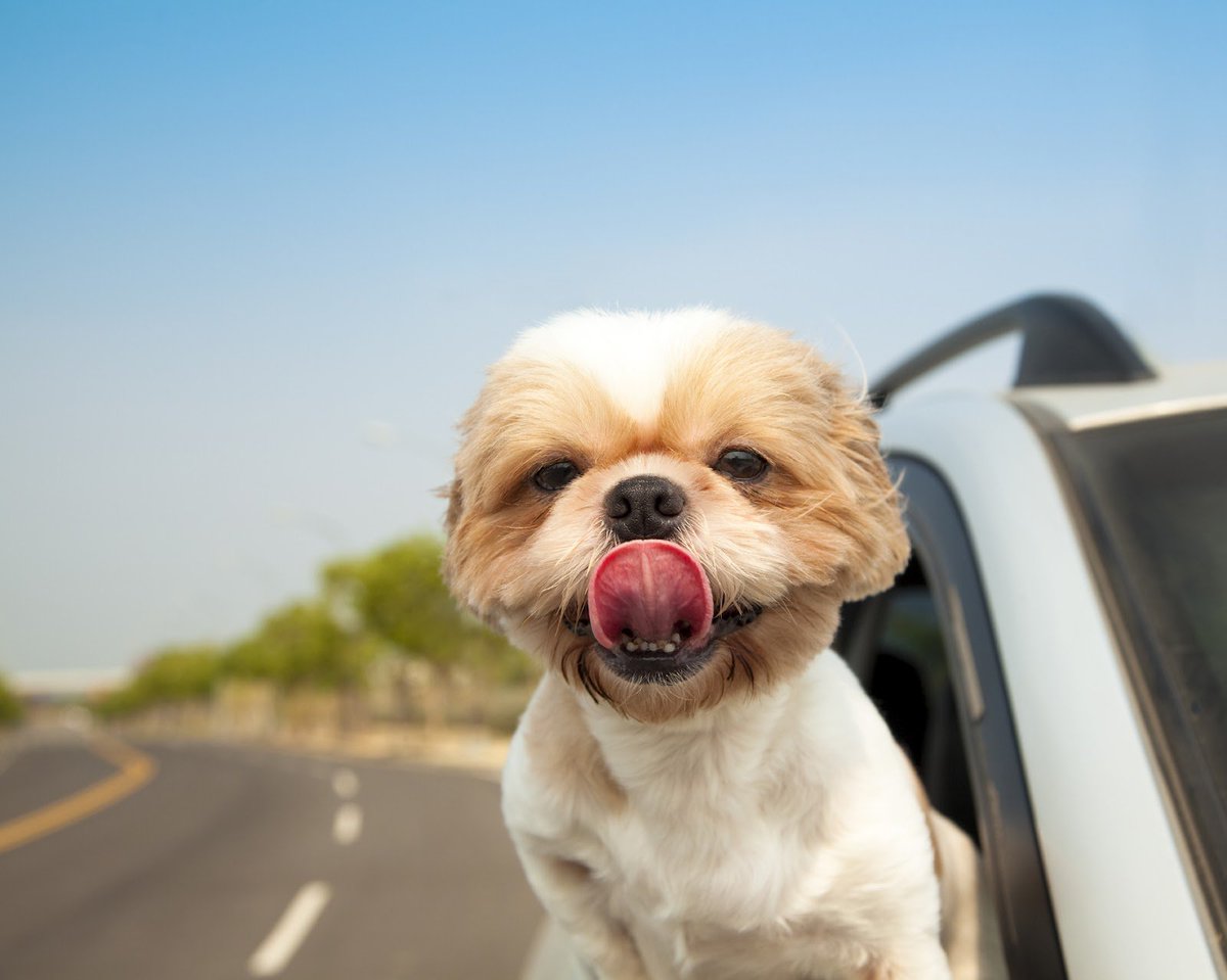 AutoscreenUK's tweet photo. Woo hoo!! #FridayFeeling...have a great day everyone! #windscreenrepair #windscreenreplacement #northeast https://t.co/FDZIZIaAdY