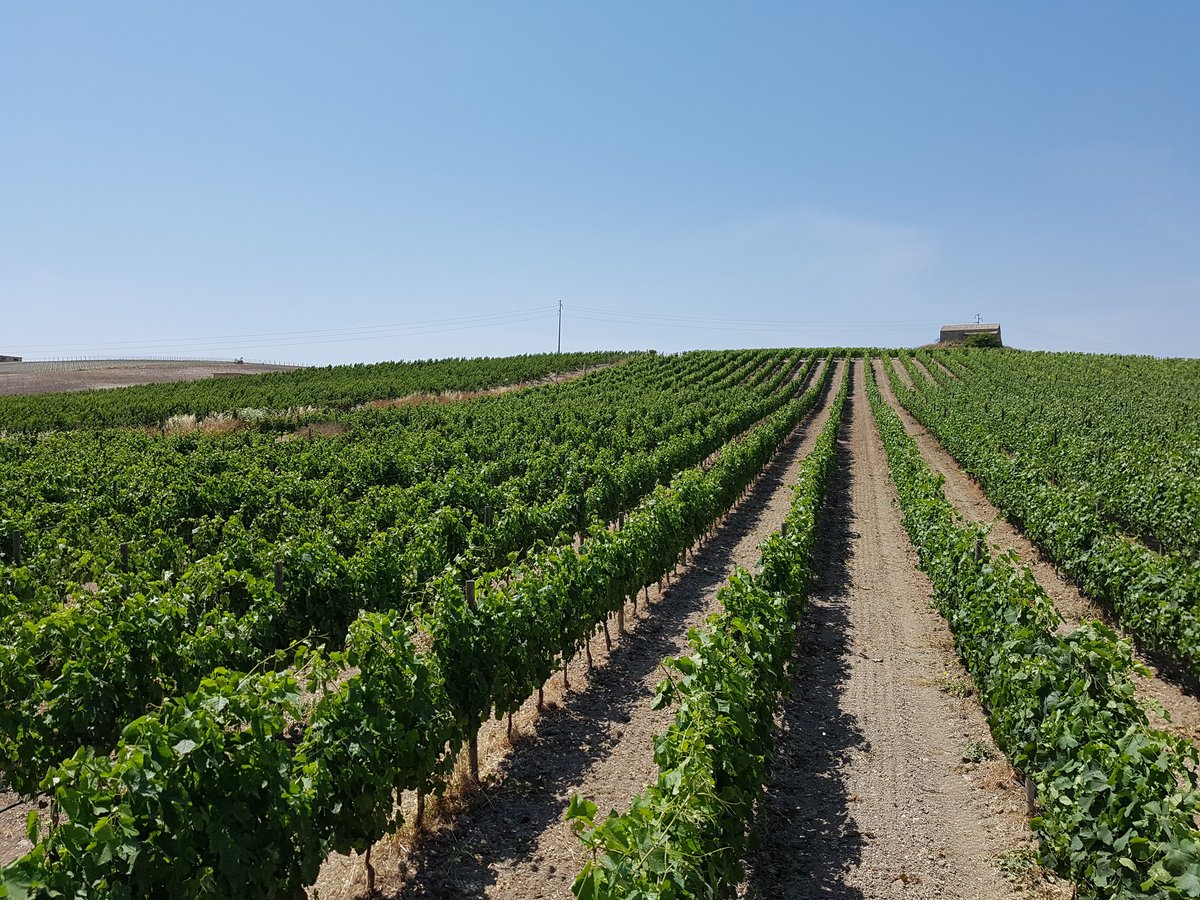 Giuseppe1979D's tweet photo. Prima Cimatura #Syrah #feudobutera #sicilia @zonin1821 https://t.co/W3U4d5nOKv