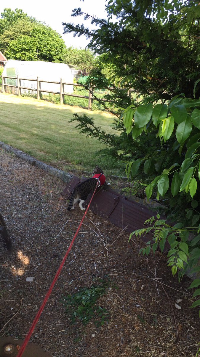 PatrickSanssens's tweet photo. Premières promenades dans le jardin https://t.co/Tu2SfoYGoD