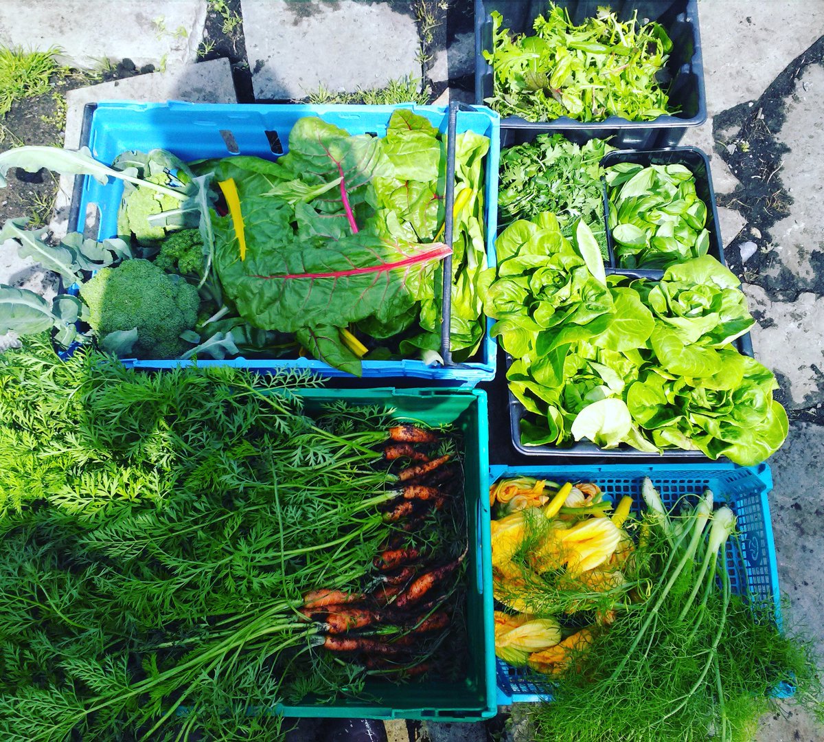 MoyHouseFarm tweet media