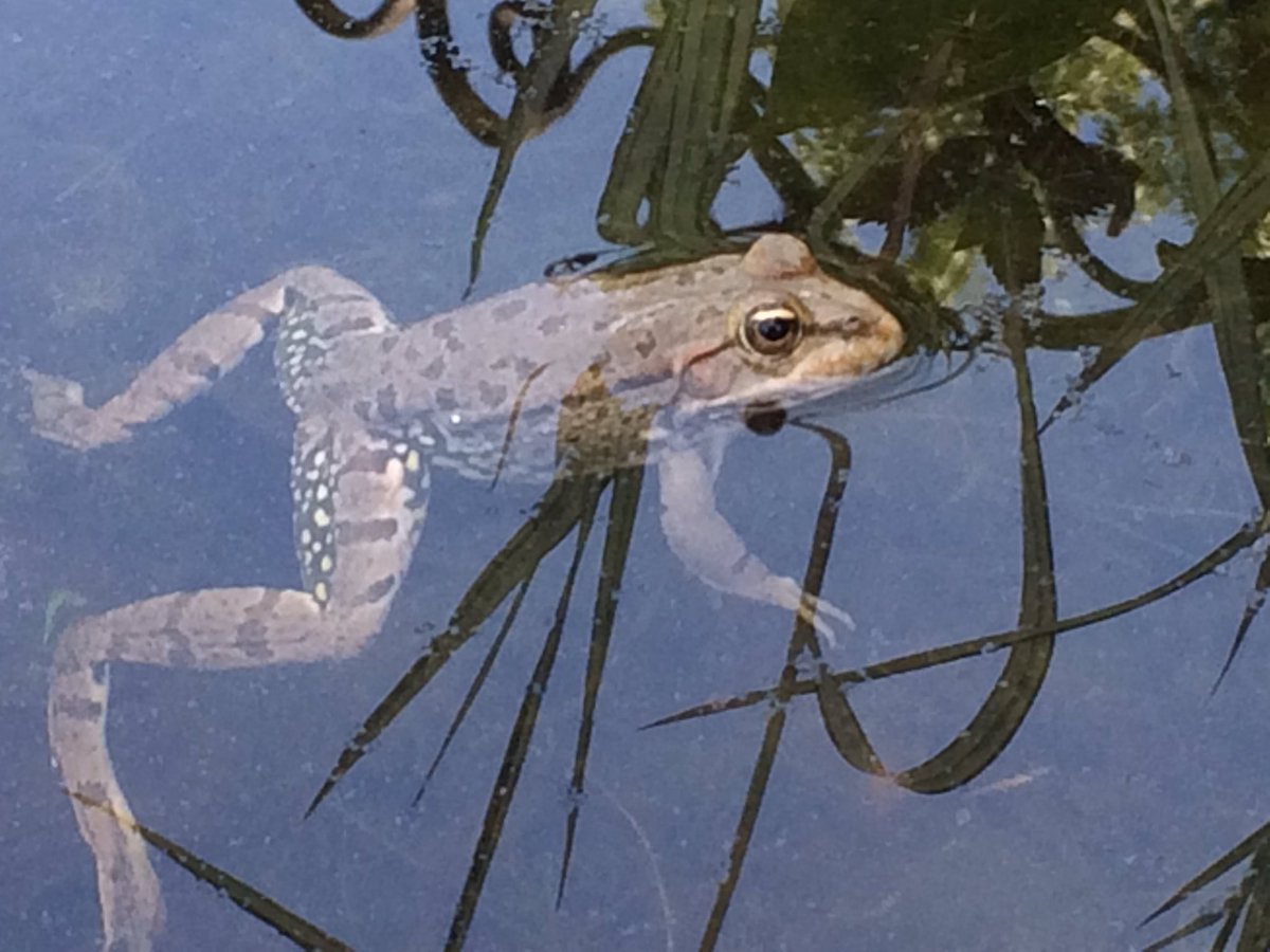 F3Perigords's tweet photo. #visite #jardins de l'eau #Carsac ce soir 19h17 @F3Perigords pour @Rdv_Jardins ce week-end #Dordogne #nénuphar #grenouille #carpes https://t.co/8RNr4MWGhB
