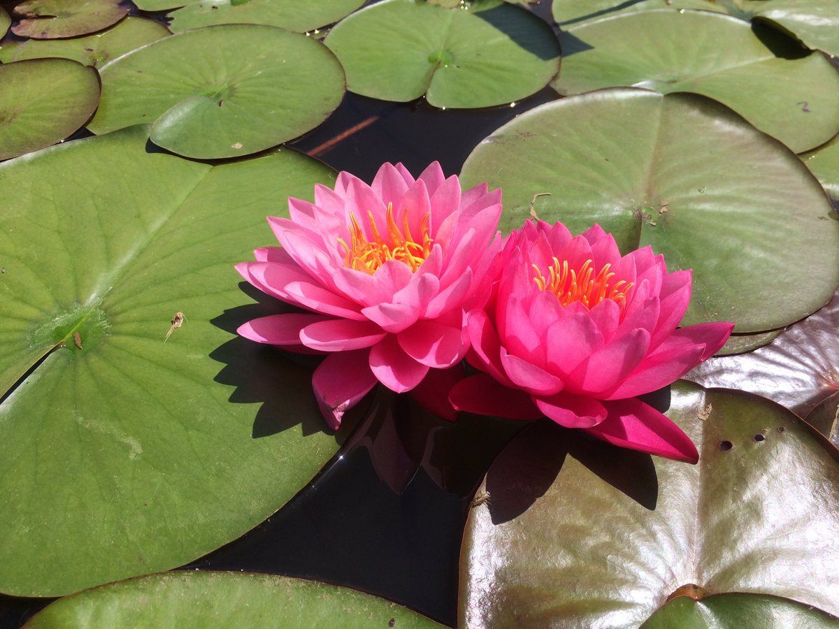 F3Perigords's tweet photo. #visite #jardins de l'eau #Carsac ce soir 19h17 @F3Perigords pour @Rdv_Jardins ce week-end #Dordogne #nénuphar #grenouille #carpes https://t.co/8RNr4MWGhB