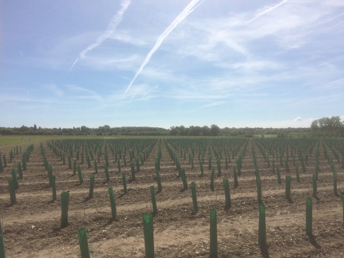 The Althorne Estate tweet media