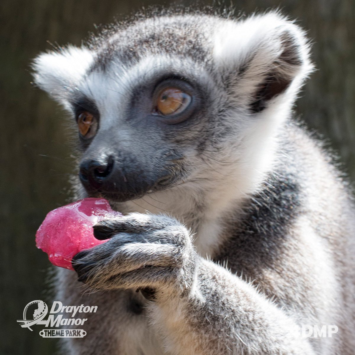 DraytonManor's tweet photo. FREEBIE FRIDAY for your chance to #Win a Lemur experience &amp; a Family of 4 ticket in celebration of our #LoveYourZoo week, LIKE &amp; RT! https://t.co/xZo54QP2j1