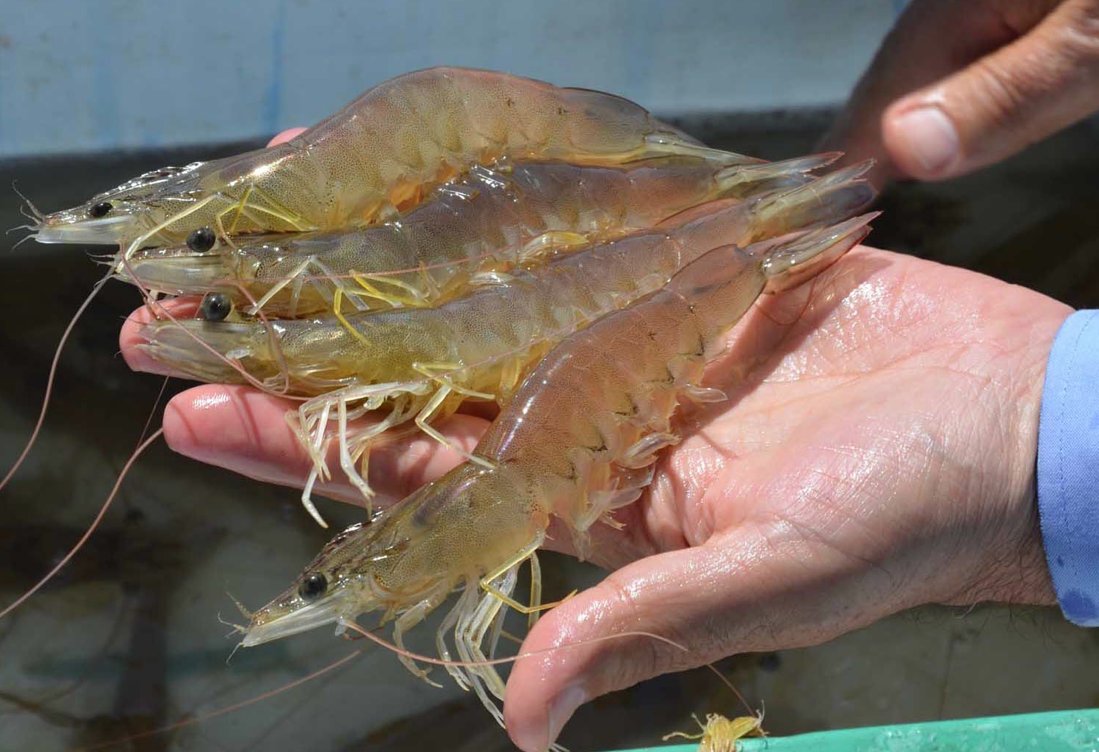 IPacuicultura's tweet photo. Grupo #BioMar adquiere el 70% de #Alimentsa, productora de alimentos de gama alta para #langostino https://t.co/eoUSVuCHfh #acuicultura https://t.co/DtVGiinZ66