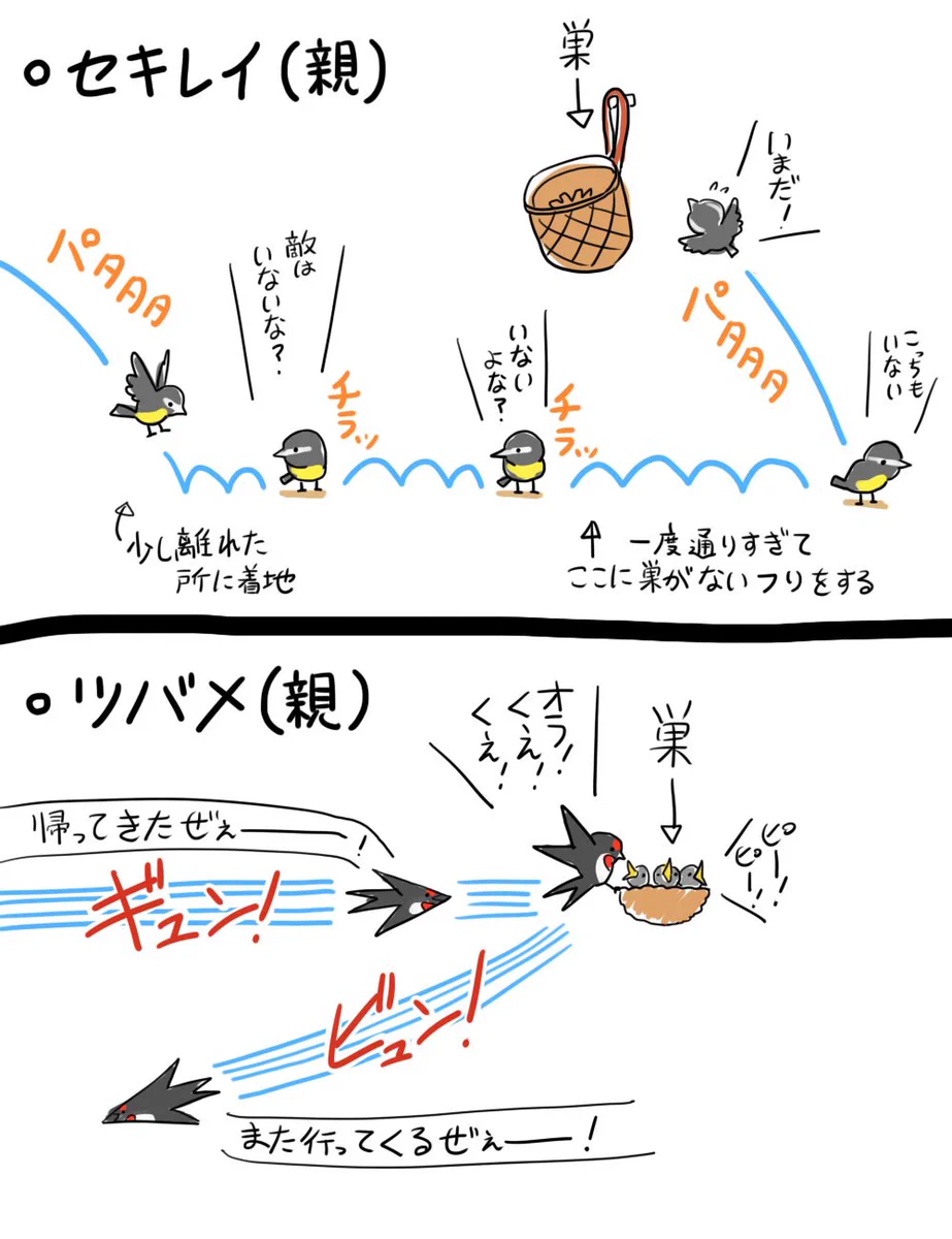 ツバメとセキレイの差ｗ親と子がにるとはまさにこのことｗｗｗ