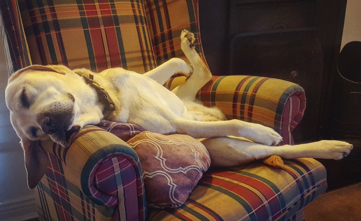 LadyAndHoneyIE's tweet photo. Someone has already got that Friday feeling. Always the Lady... #thegoodlife #allbakedout #gooddog #ladyandhoney https://t.co/TOdWO10dLD