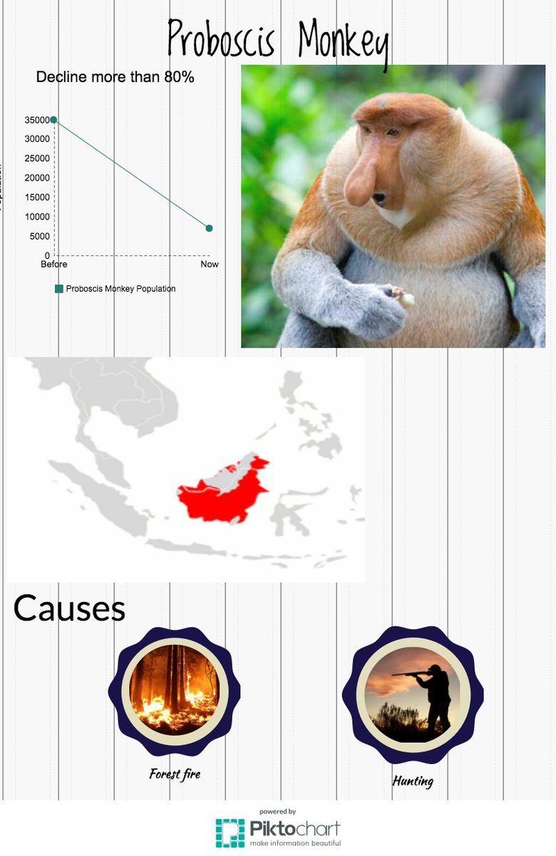 chao_eason's tweet photo. Proboscis Monkey Population Keep Decline!!!!! SAVE THEM #KASendangered https://t.co/OPZMP6fSxp