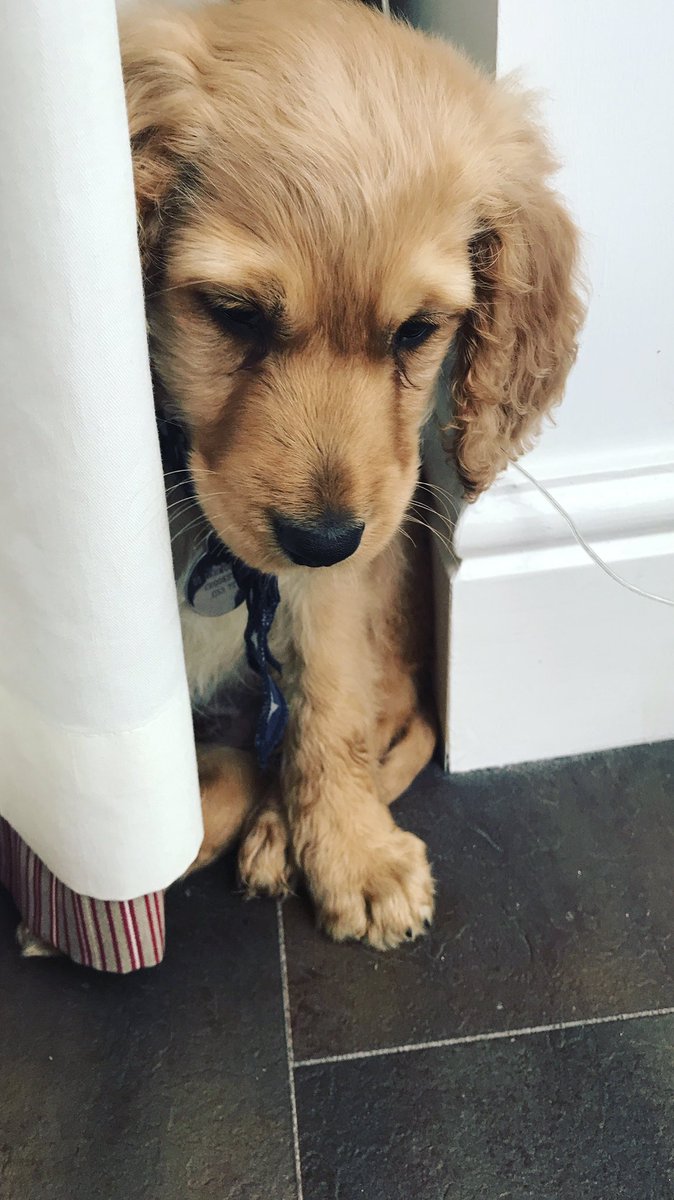 shellby_airlie's tweet photo. The latest addition to the Airlie household, meet Hugo the sweetest most precious pup in all the land #HugoAirlie https://t.co/gkZzxG1Kvf