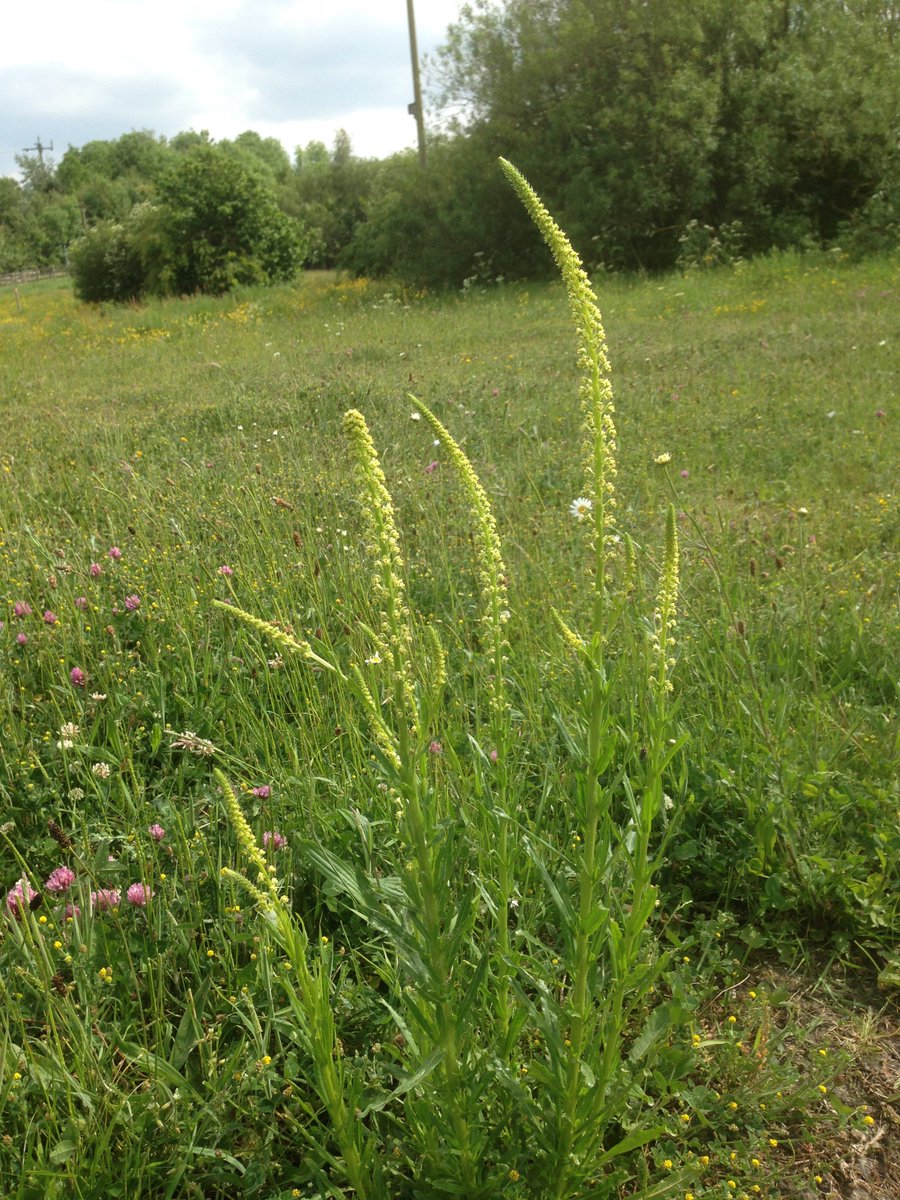durhambotany's tweet photo. Weld about wildlife? Wildflowers on the roadside and lots of them! @durhamwildlife #30dayswild https://t.co/7p9M0e18AQ