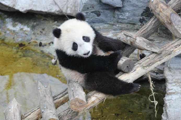 Xing Hui Hao Hao Xinghuihaohao Twitter