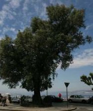 #Vigo fue conocida como "la ciudad del olivo" y aparece un olivo en su emblema heraldico: bit.ly/2riDuHr