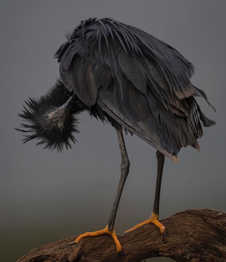 Strange_Animals's tweet photo. A black heron at Zigama Reserve, South Africa.

(Photo: Charles Jorgensen) https://t.co/7U7laDLiBg