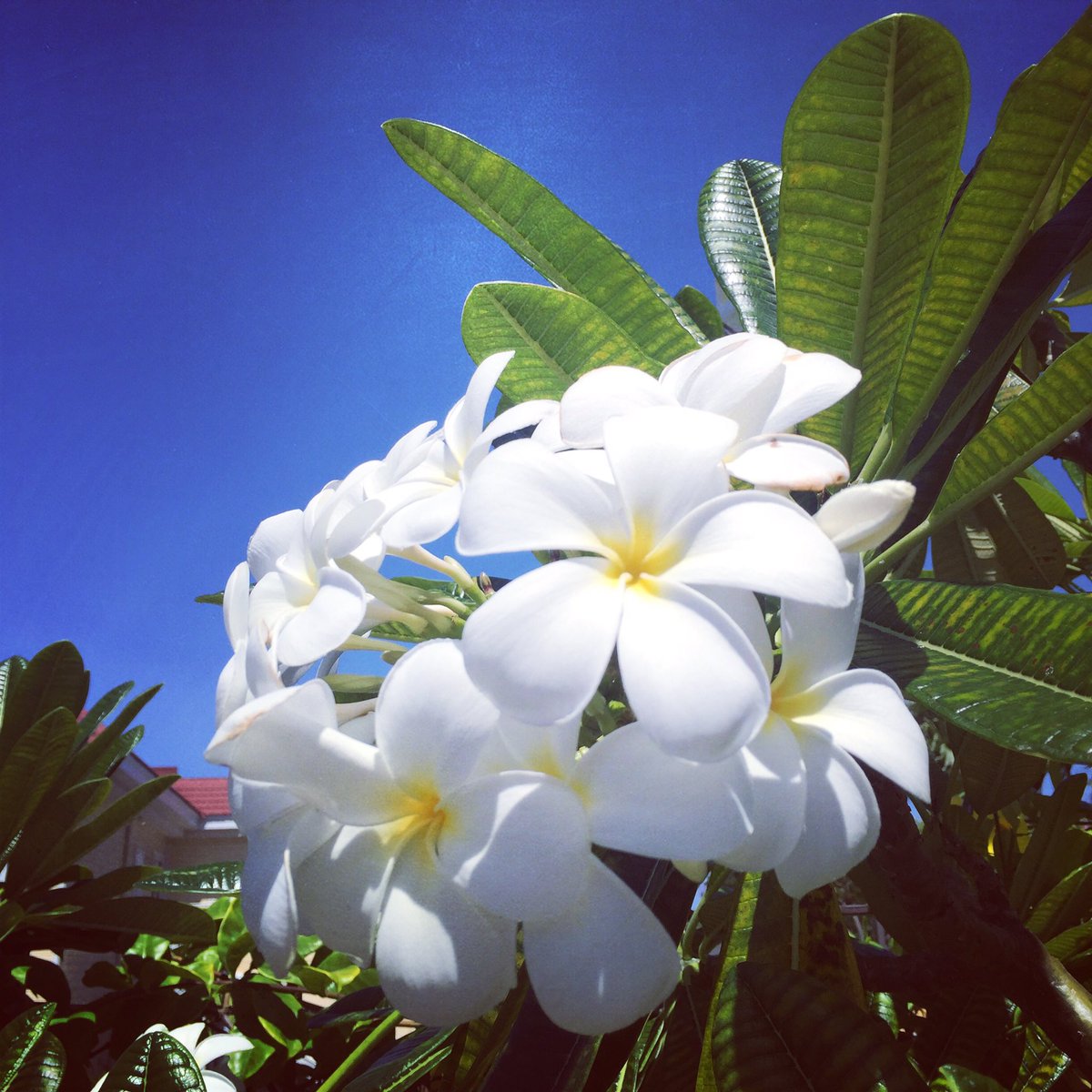 Ritsuko Hawaii 取材中に発見 青空にプルメリア 可愛い ハワイの花 プルメリア 今日の空 モンサラット Hawaii Instagood Instagenichawaii ハッピー Ritsuko Hawaii 取材中に発見 青空にプルメリア 可愛い ハワイの花 プルメリア 今日の空 モンサラット Hawaii Instagood Instagenichawaii ハッピー