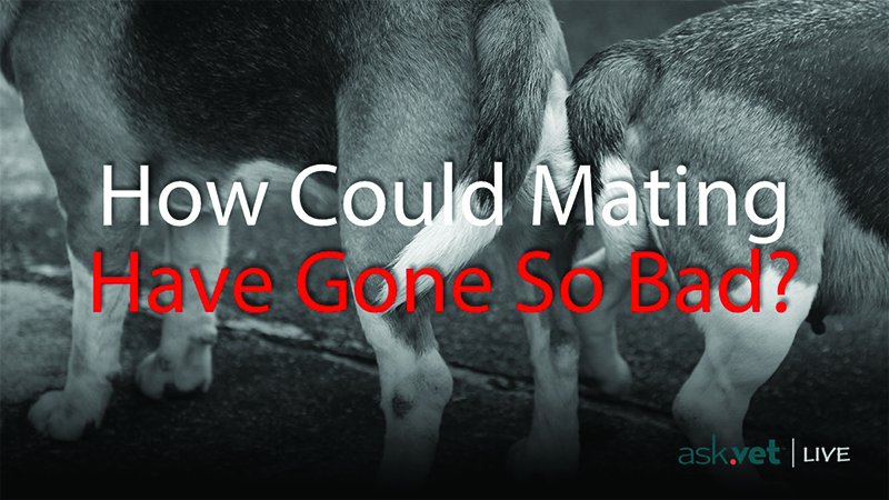 AskVet247's tweet photo. Could one text save your dog’s life? Text with a real vet at  https://t.co/yaQ2EewAmf Watch here for a sample https://t.co/j2ExAWLNmK https://t.co/6YP3R9ax2Q
