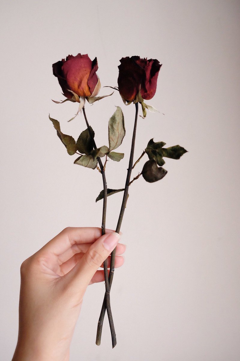 5000 Gambar  Bunga  Mawar  Layu  Tumblr Paling Baru Infobaru