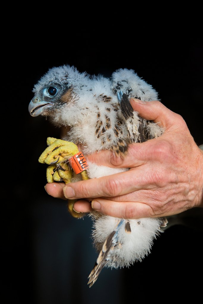 WakeExpress's tweet photo. More pictures from last weekend when @WfldPeregrines were fitted with identification rings. See story &amp; slideshow at https://t.co/vGZrkIQdPz https://t.co/JhEcv6P11I
