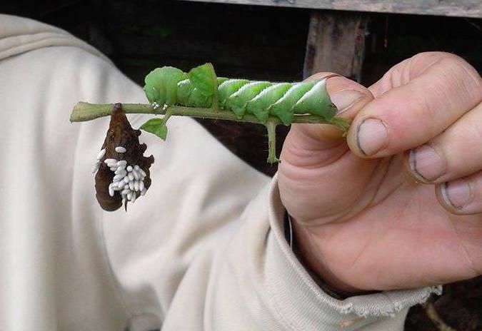 Buggin’ Out: Garden Insects 101 - FREE WORKSHOP!