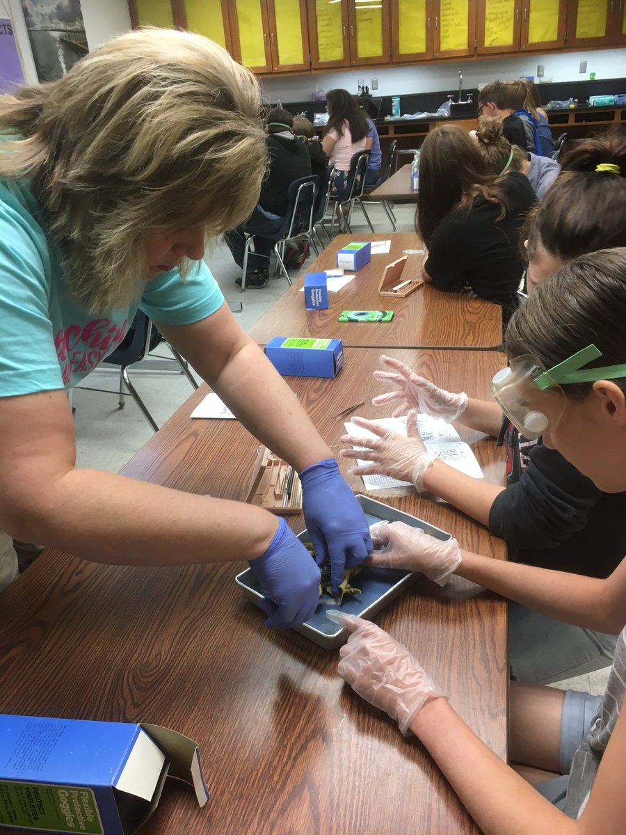 EDLisaHartman's tweet photo. Dissecting frogs with Mrs. Merfeld and Mrs. Kooistra. #NevadaCubPride https://t.co/3NXvhCDrkY