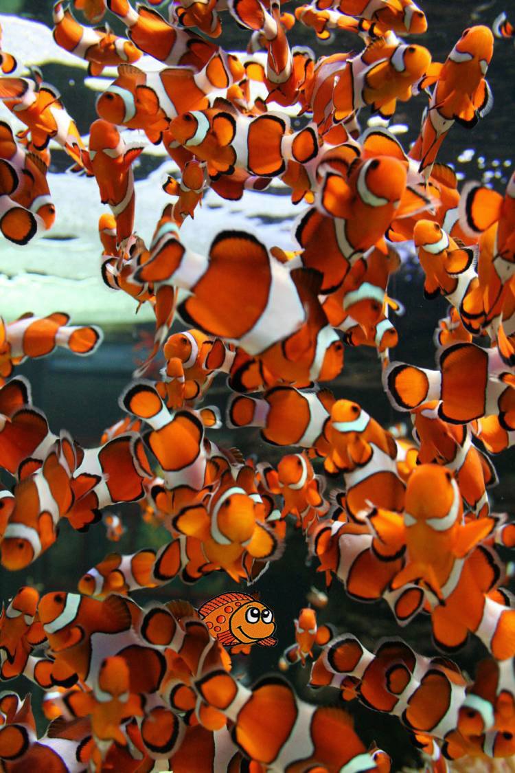 EmbroideryDesigns tweet media