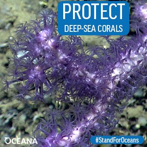 oceana's tweet photo. It can take centuries for deep-sea corals to recover from trawls and dredges. Add your name to protect them: https://t.co/VukNU5ncAr https://t.co/gF27Tlzw9o