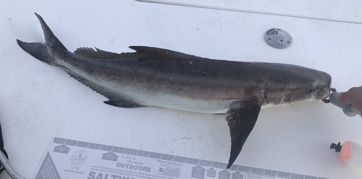 anglepursuitinc's tweet photo. Beaufort, SC #cobia https://t.co/j4lLz6D4zw