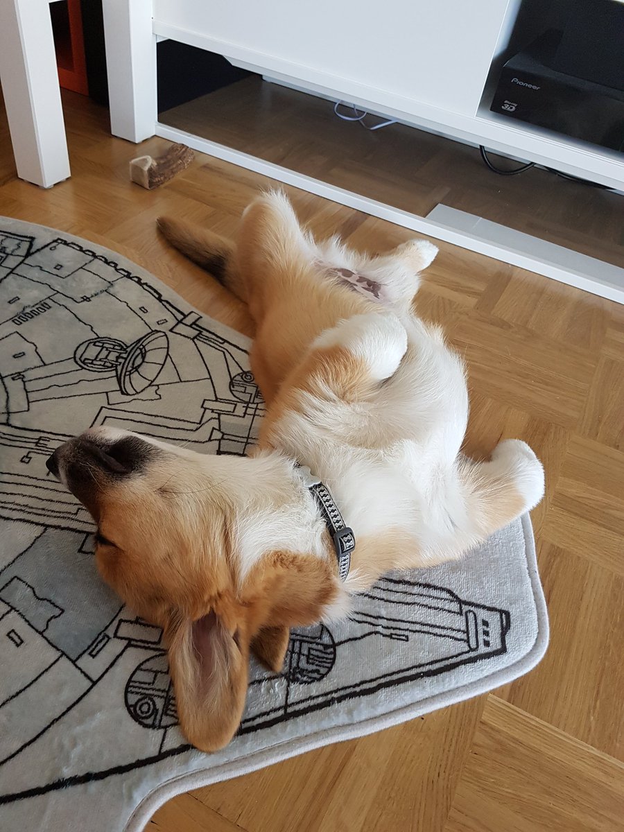 KanaAiysoublood's tweet photo. Our dog sleeps weirdly 😂 #Corgi #LooksDead #Sleep https://t.co/ursCDCsSKA