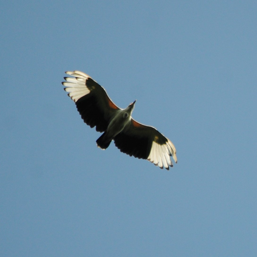 Diana_monkey's tweet photo. This fishing eagle buzzed me in camp yesterday afternoon. #fieldworkfaceoff https://t.co/S8CoayjmIm
