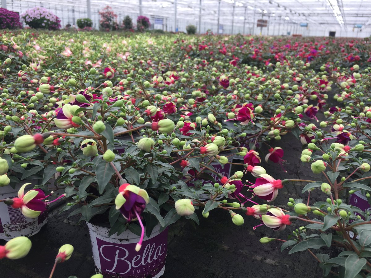 We will present our full Bella Fuchsia assortment in week 24 at FlowerTrials 2017!