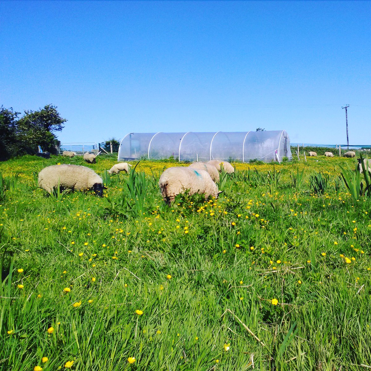 MoyHouseFarm tweet media