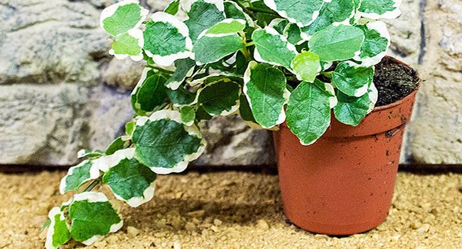 5 Good Plants for Jungle Bioactive Terrariums - buff.ly/2rigoRt #reptiles #exoticpets